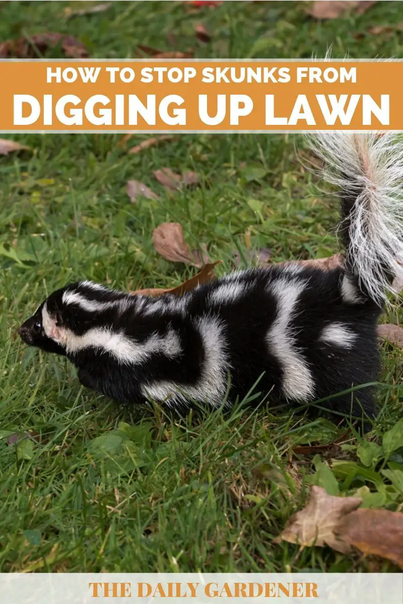 How to Stop Skunks from Digging Up Lawn?