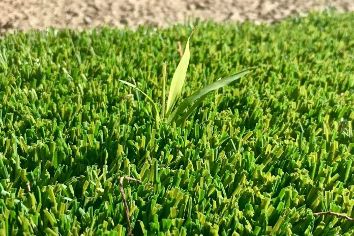 how to stop weeds from growing on artificial grass