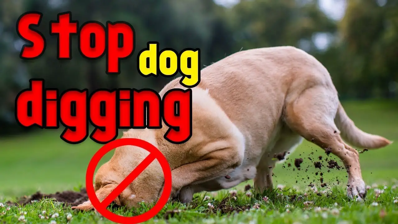 How to Stop your Dog From Digging up unnecessary Holes in ...