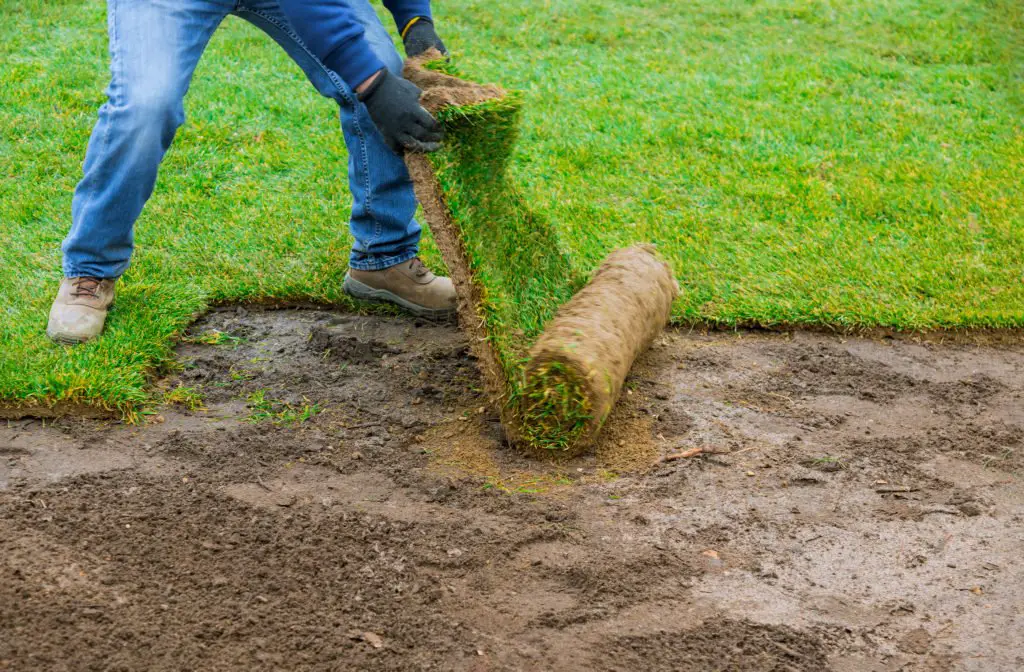 How to Take Care of Your New Sod