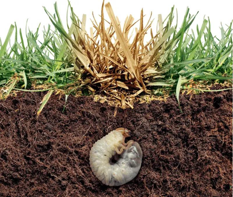 How To Tell If You Have Grubs In Your Lawn