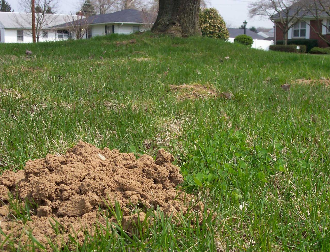 How to Trap &  Treat Moles in the Yard