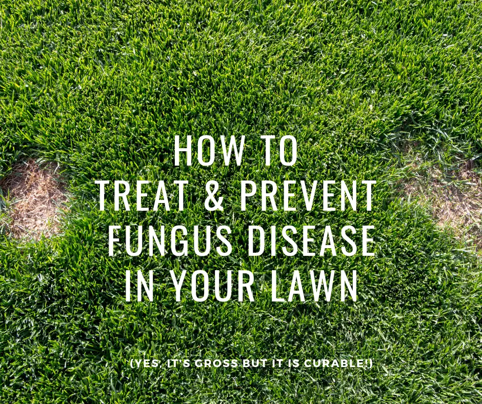 how to treat and prevent fungus disease in your lawn