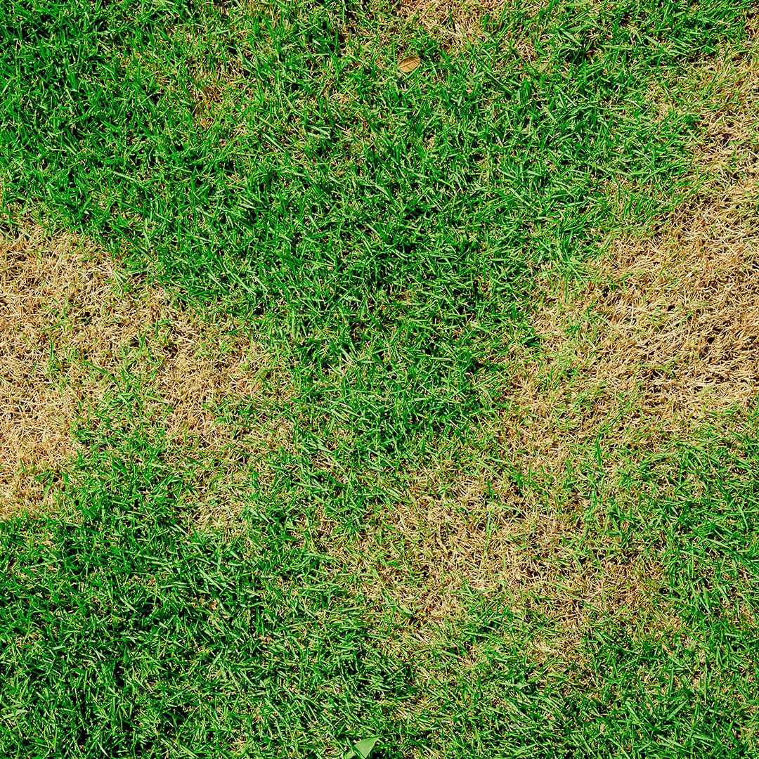How to Treat Brown Patches on Your Lawn