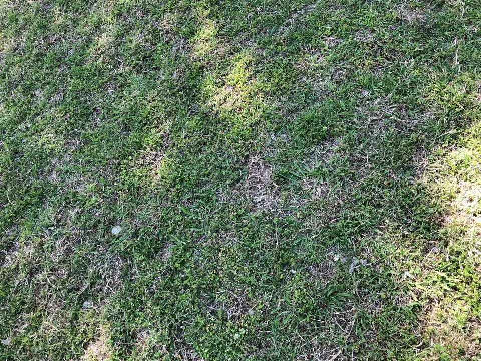 I want to overseed my lawn with Bermuda! Should I bother ...