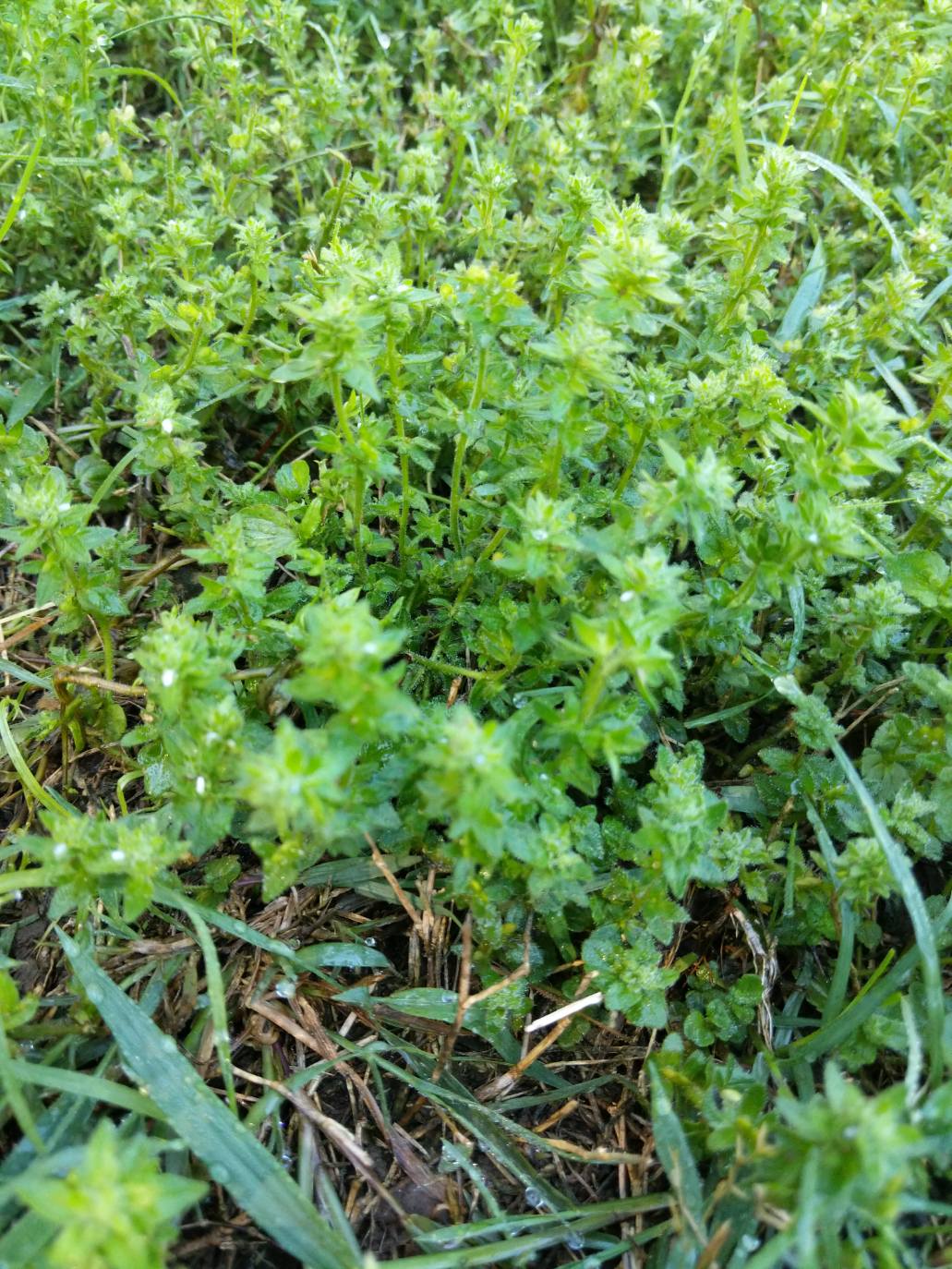 Identify this lawn weed please