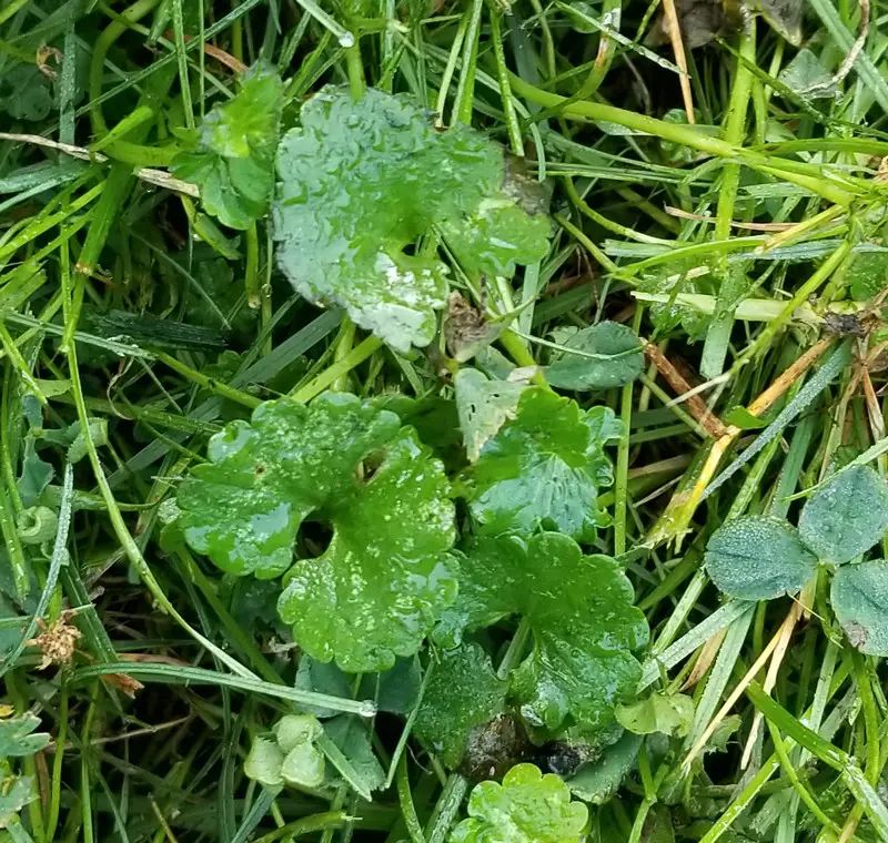 Identifying and removing this weed / clovers from my lawn / groundcover ...