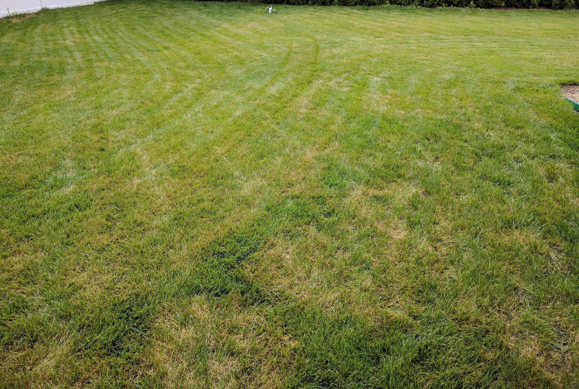 Identifying and treating lawn fungus : lawncare