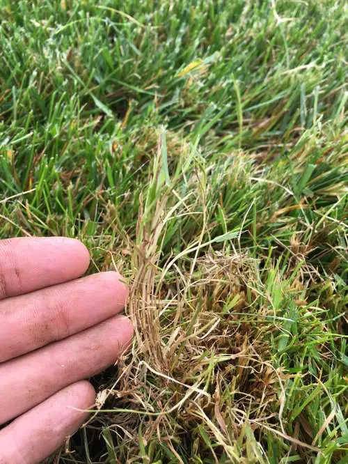 Identifying types of grass (WA State, Pacific Northwest)