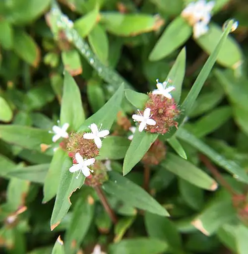 Image Herbicide Virginia Buttonweed