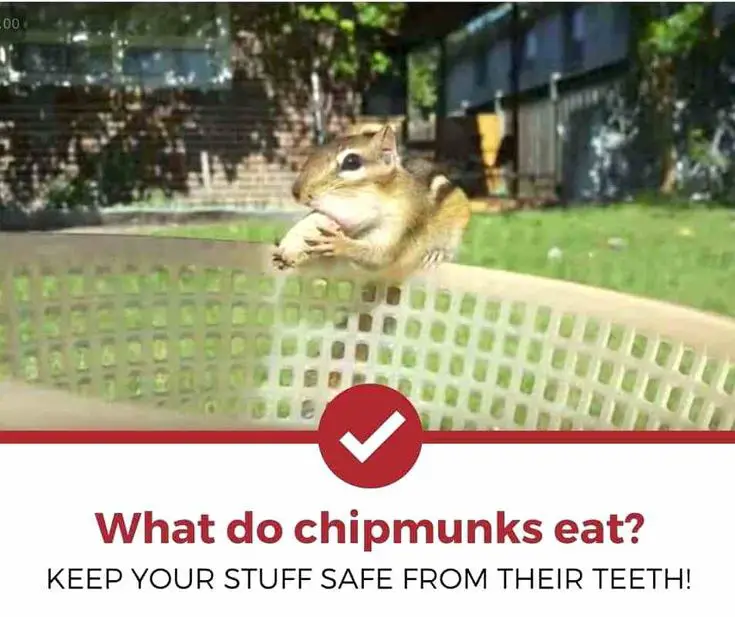 Image result for chipmunks eating bonsai