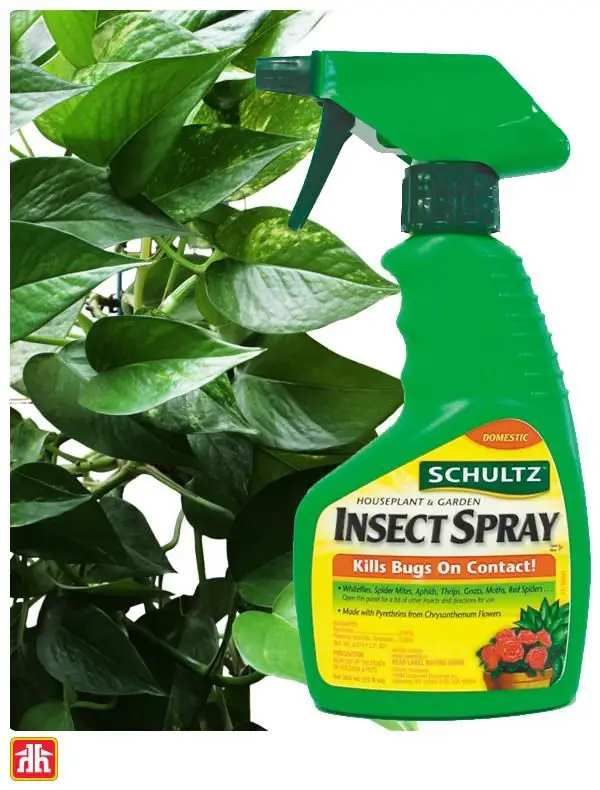 Insect Spray in 2020