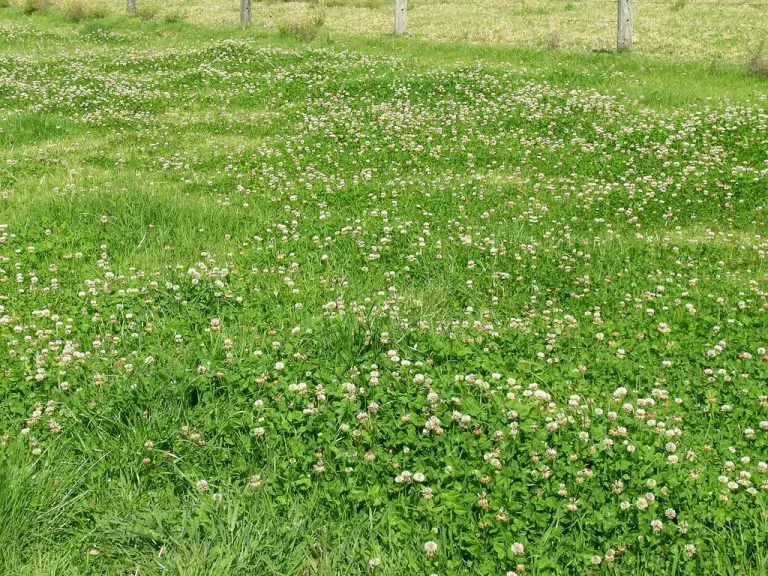 Is Clover in Your Lawn Good or Bad?