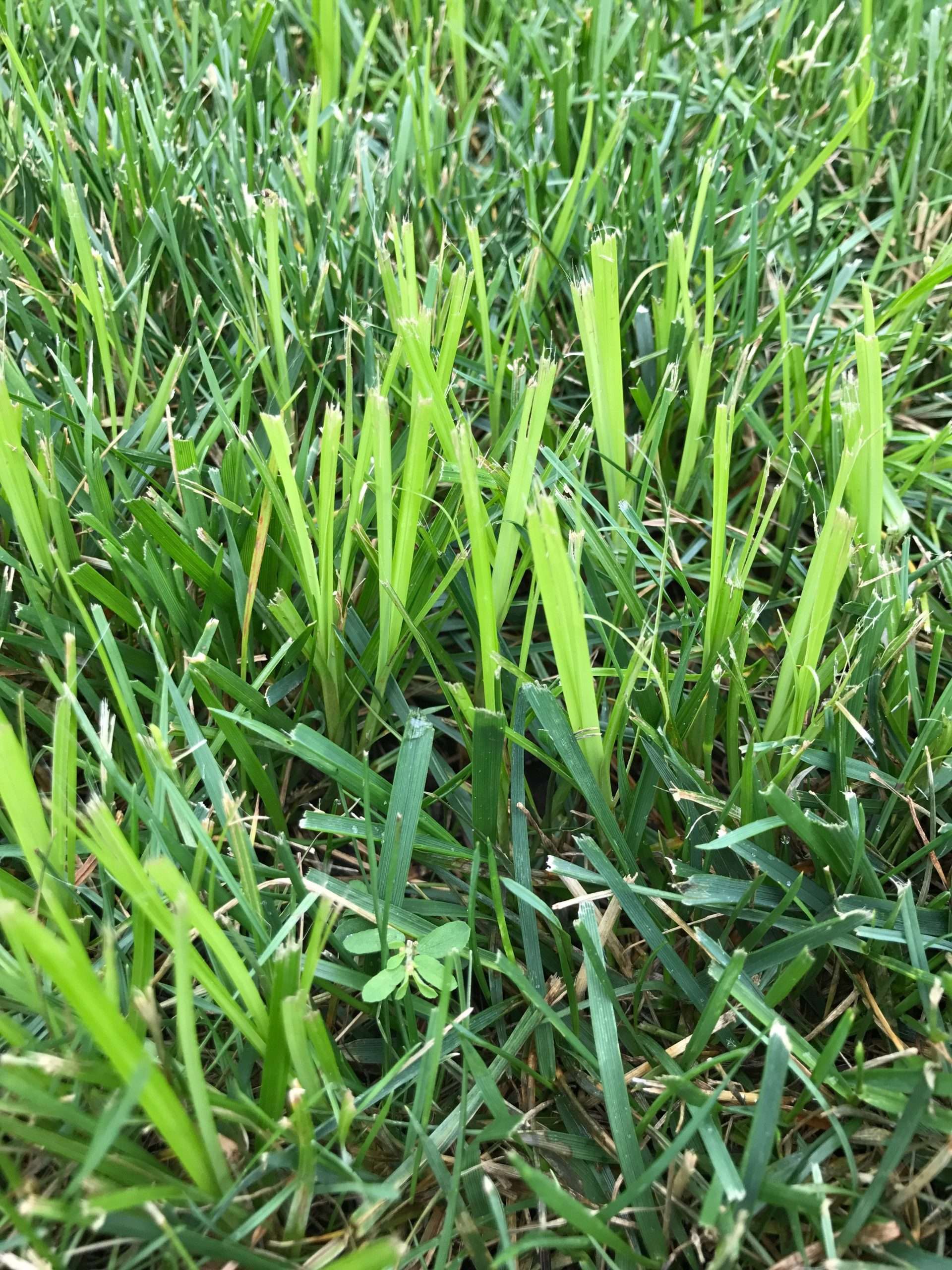 Is this a fescue or nutsedge? : lawncare