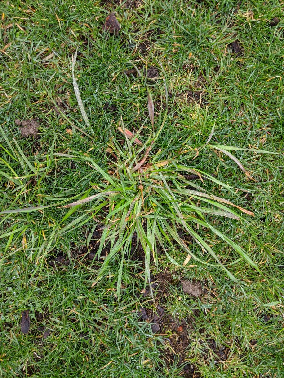 Is this Quackgrass?