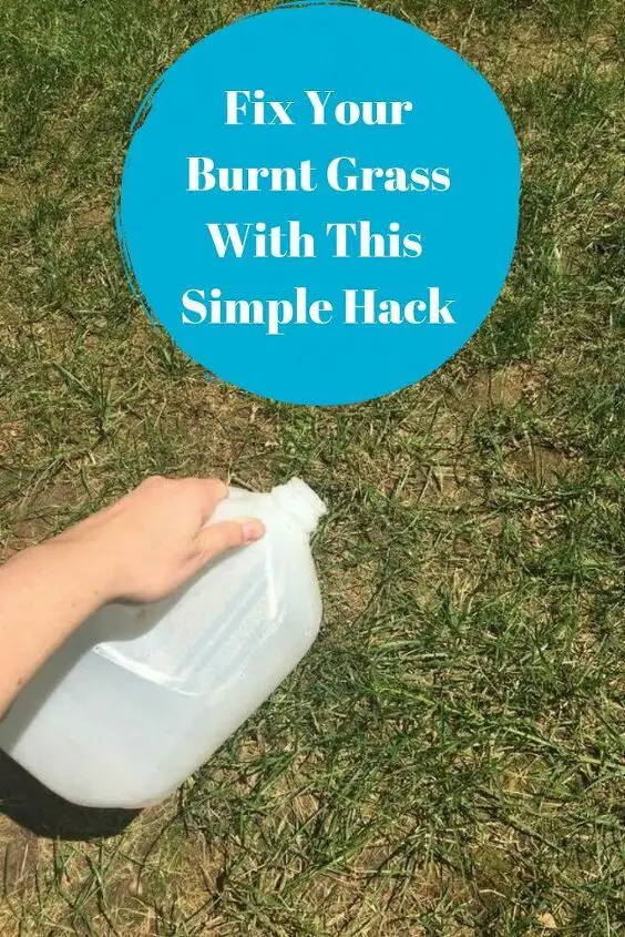 Is your backyard full of burnt grass and dog urine spots ...