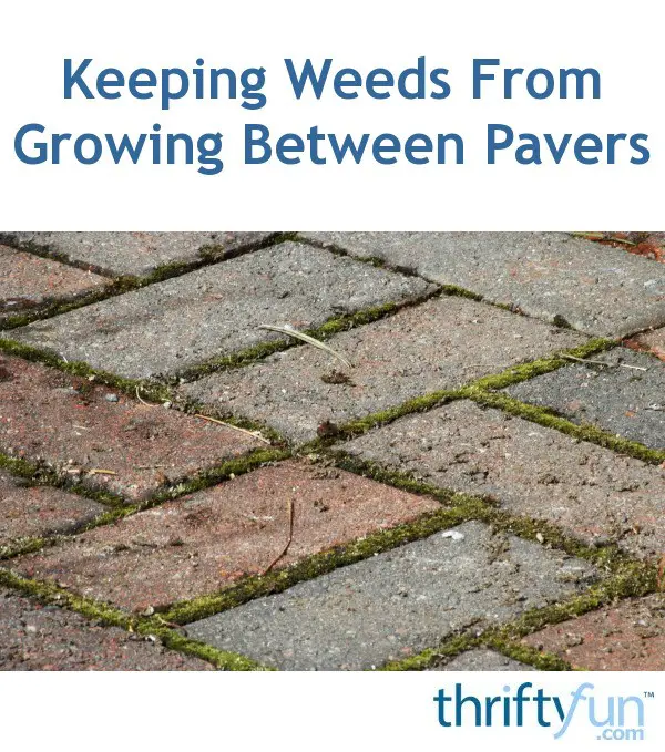 Keeping Weeds From Growing Between Pavers