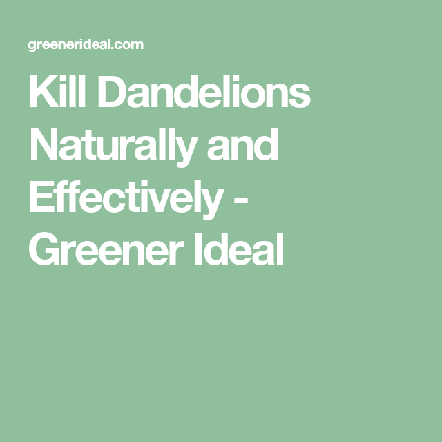 Kill Dandelions Naturally and Effectively