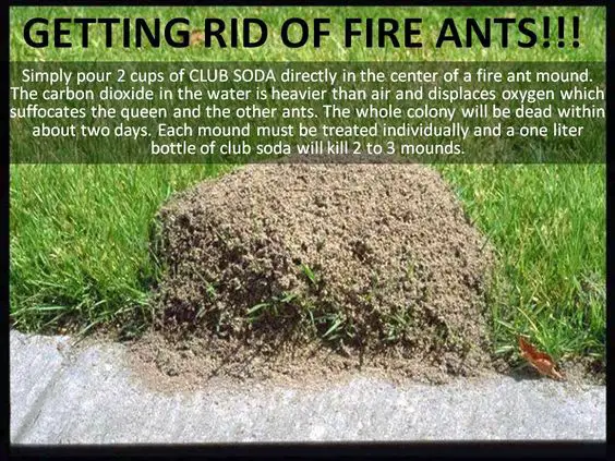 Kill Fire ants using soda!