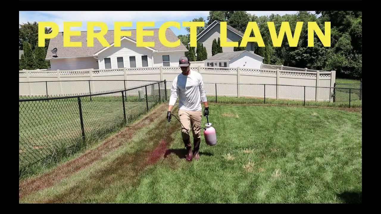 KILL your lawn to make it BETTER?!
