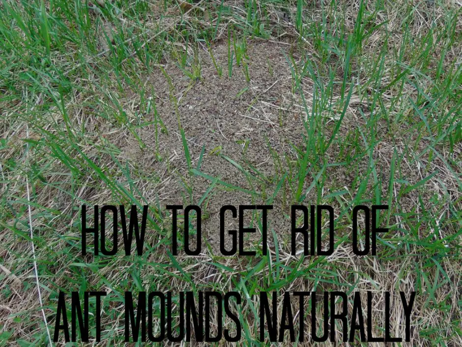 Killing ants outdoors Naturally and Easily with this one item!