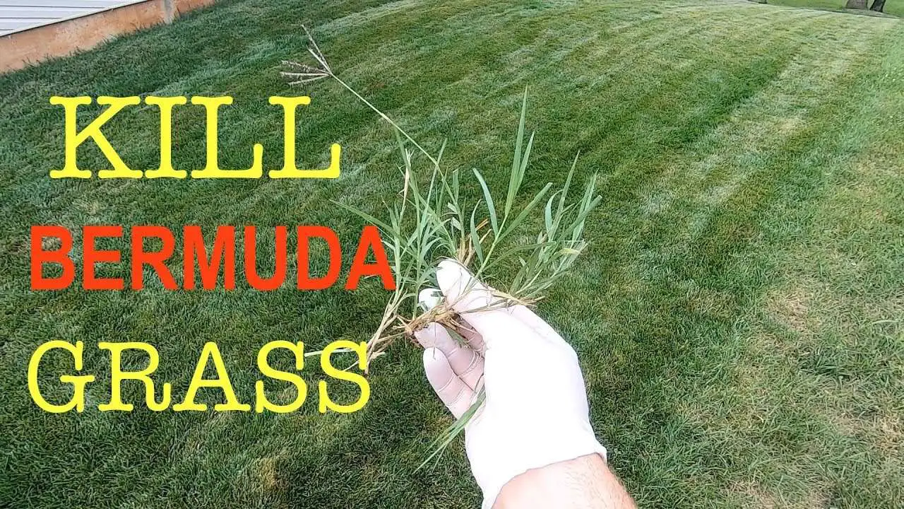 Killing Bermuda Grass In Fescue Lawn