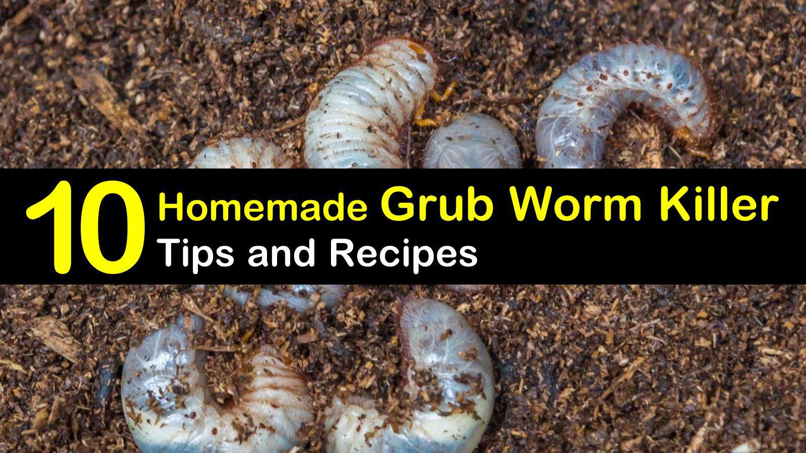 Killing Grub Worms Naturally