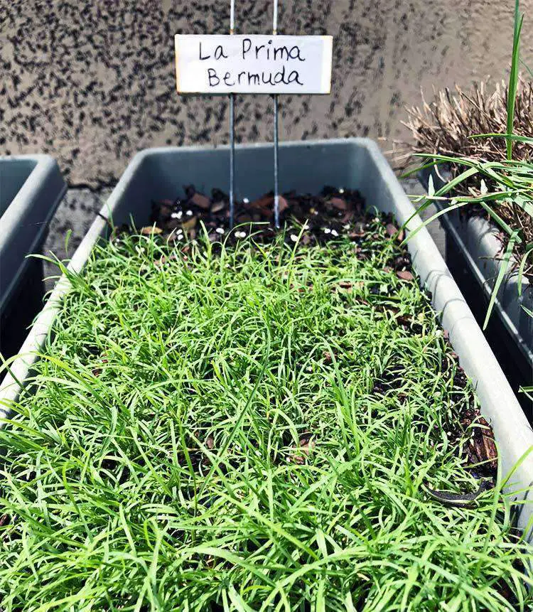 LaPrima Bermuda Grass Seed  hancockseed.com