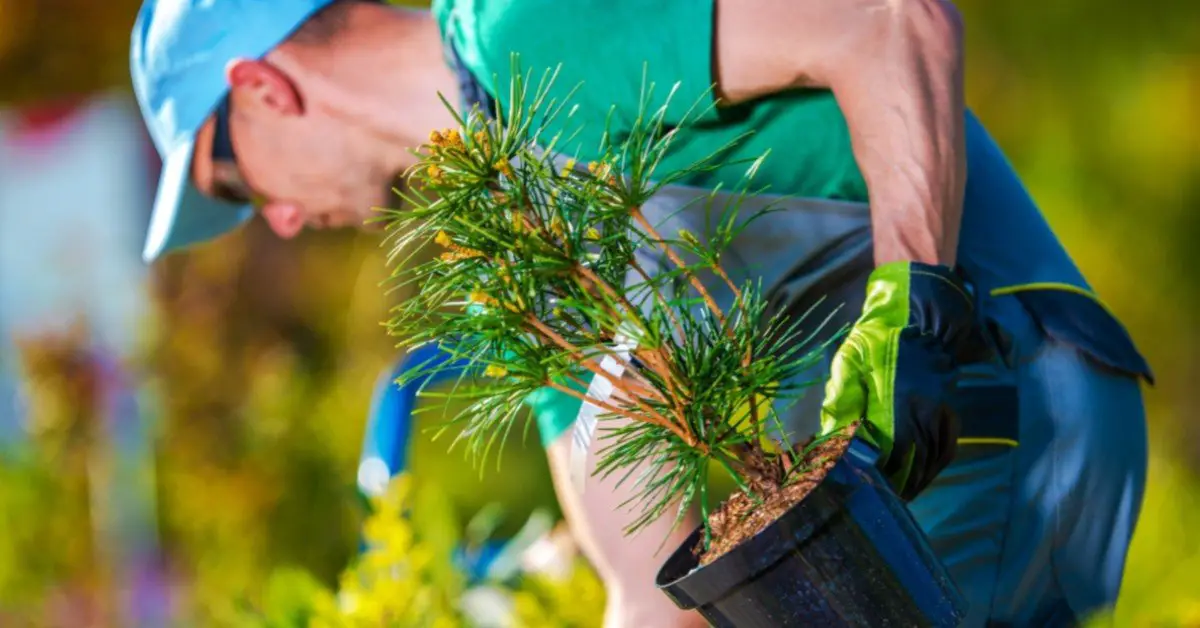 Lawn Care Atlanta: Improve Your Yard With These 4 Simple Tasks