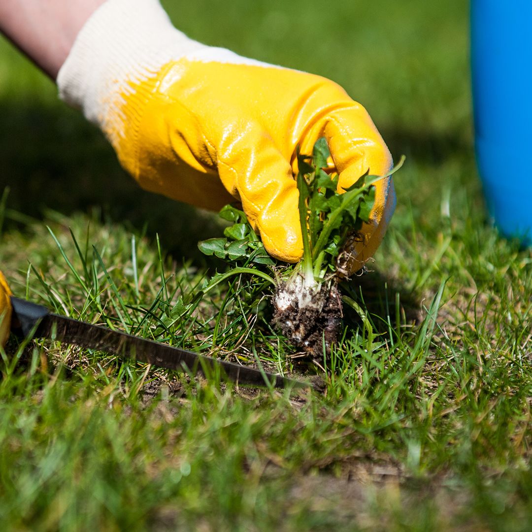 Lawn Care: The Difference between Broadleaf and Grassy Weeds