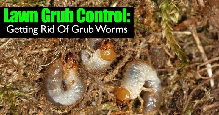 Lawn Grub Worm Control: 10 Ways To Get Rid Of Grub Worms