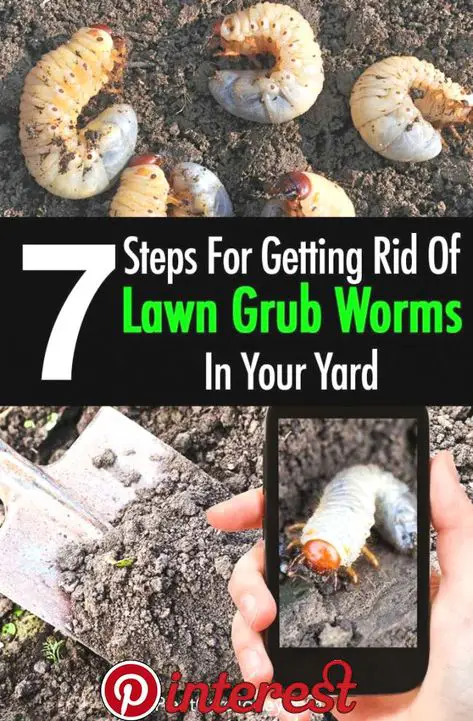 Lawn Grubs: How To Get Rid Of Grub Worms [7 Steps]