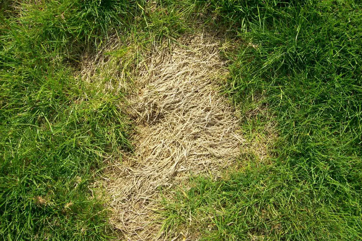 Lawn Grubs: How to Identify, Get Rid of, and Prevent Them