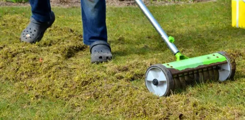Lawn Moss Removal: How to Kill it, Remove it &  Prevent it ...