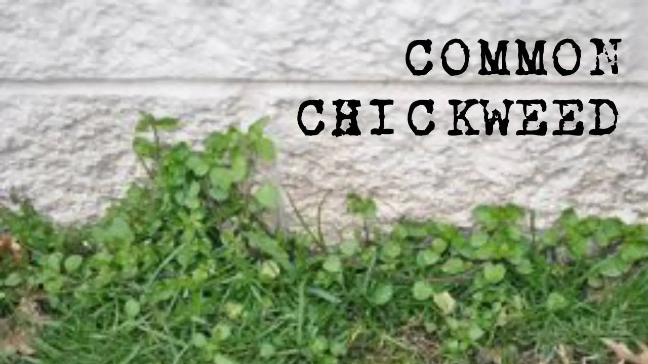 Lawn Pest Control Spotlight. Common Chickweed: Early ...