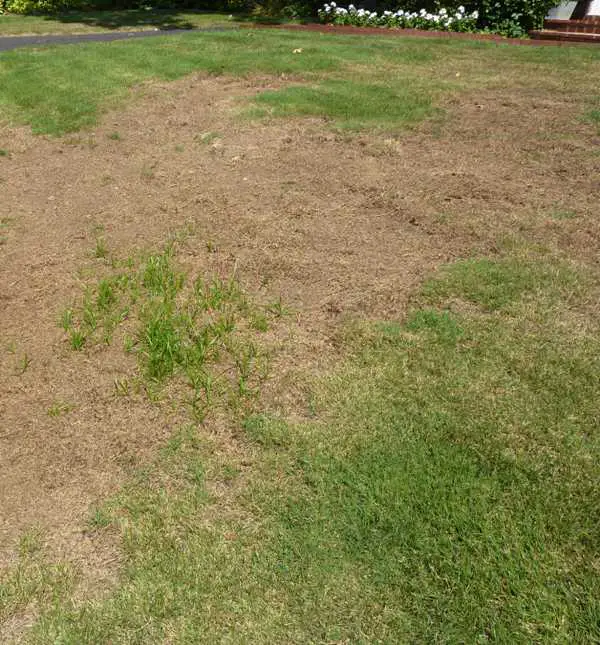 Lawn Problems: Zoysia Grass