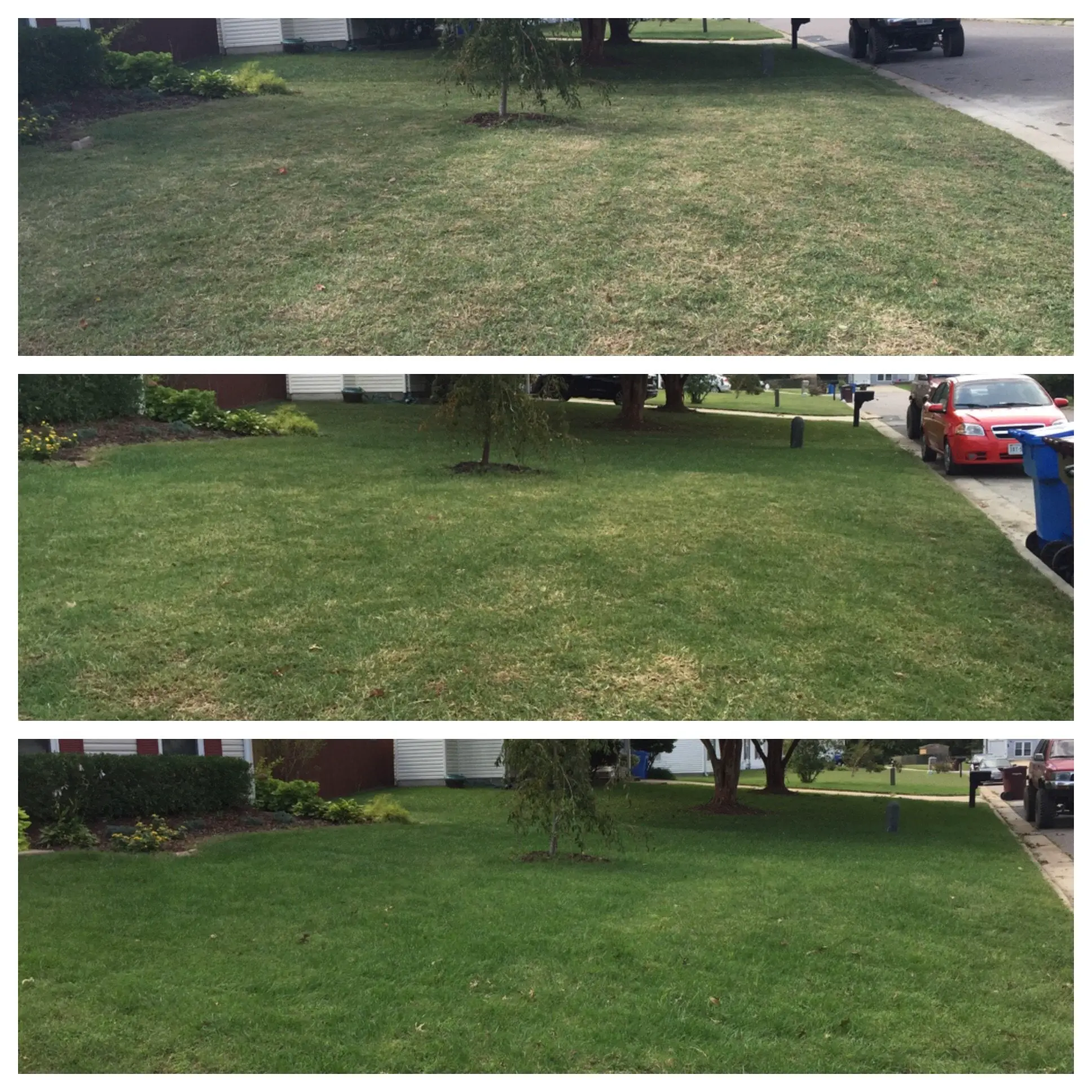 Lawn progress after aerating/overseeding : lawncare