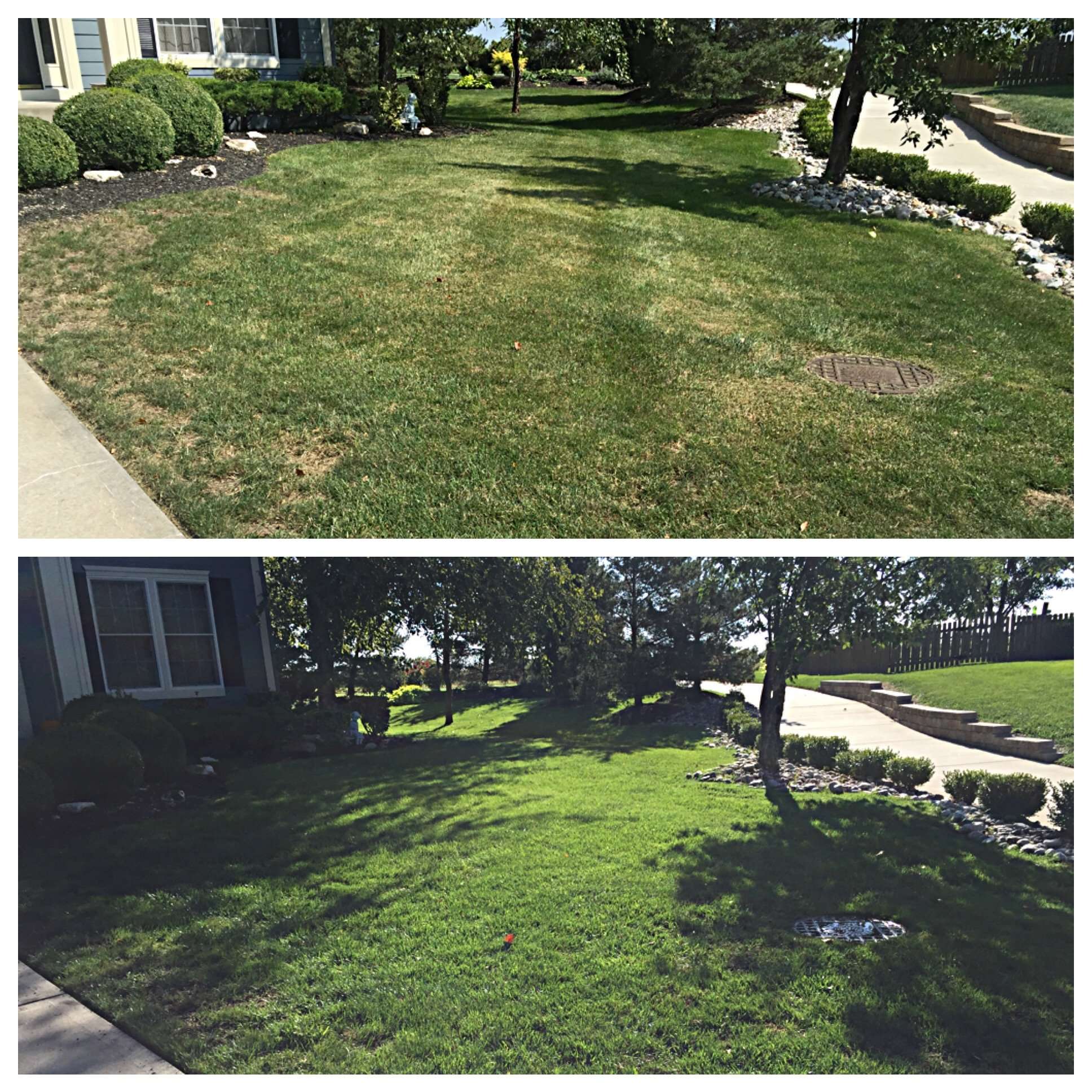 Lawn Renovation  Before &  After  Hometown Lawn, LLC
