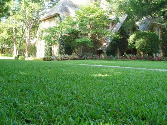Lawn Spotlight: St. Augustine Grass