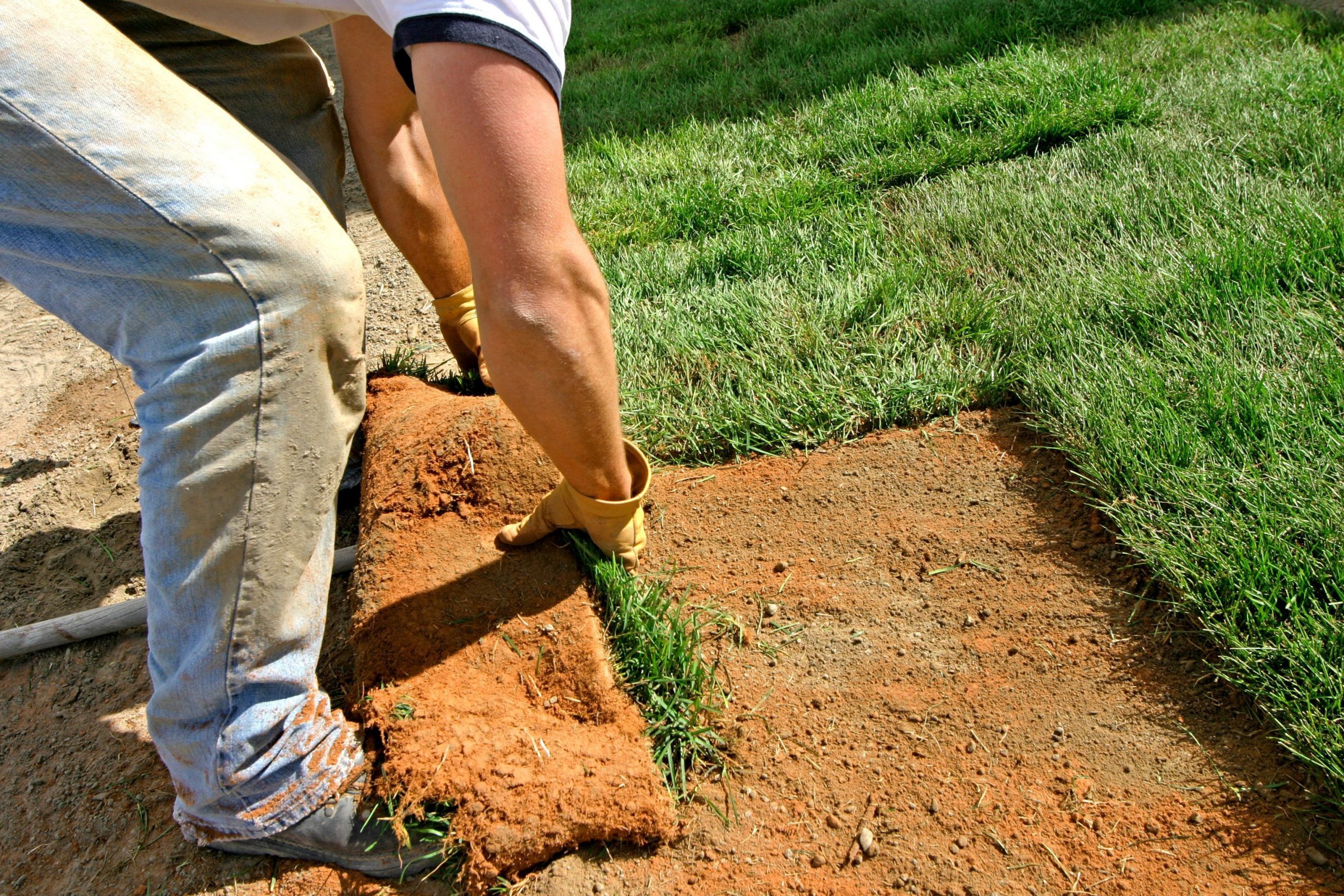 Laying sod to start new lawns begins with preparing the ...