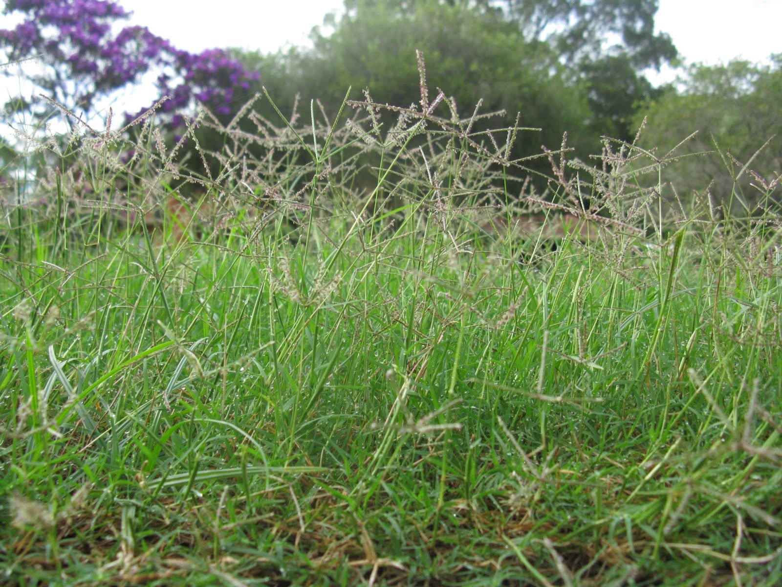 Lazy Gardening: How to Kill Bermuda Grass in 10 Easy Steps