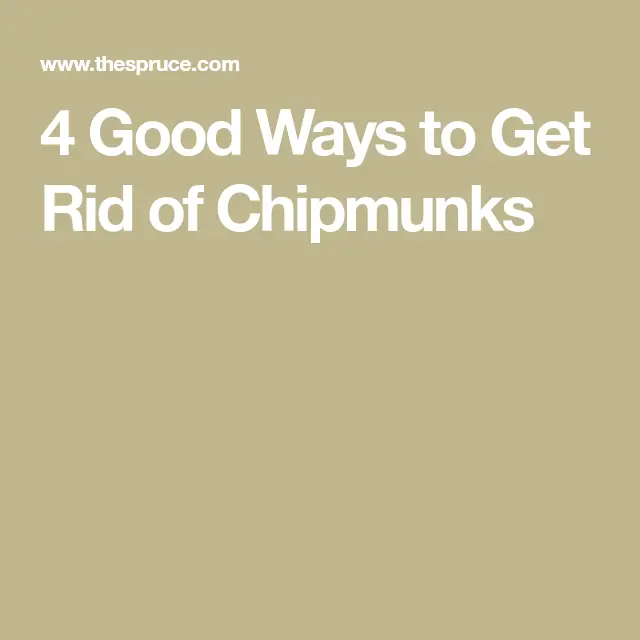 Learn How to Control Chipmunks in Your Yard (With images)