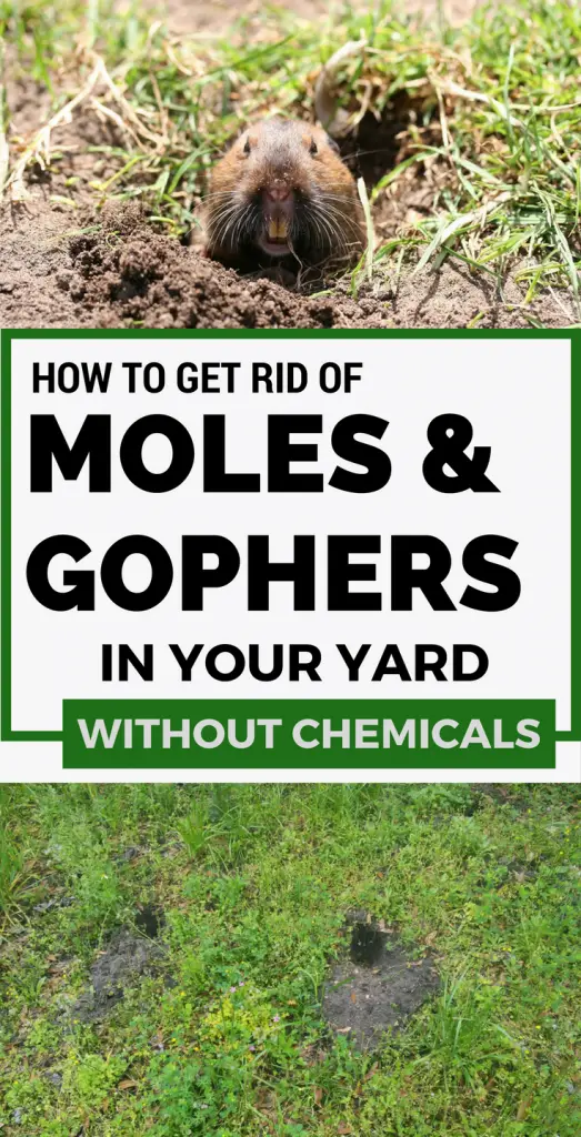 Learn how to get rid of moles and gophers in your yard ...