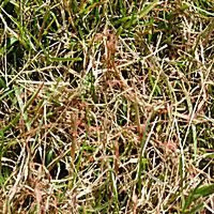 Learn How to Identify and Treat Red Thread on Your Lawn ...