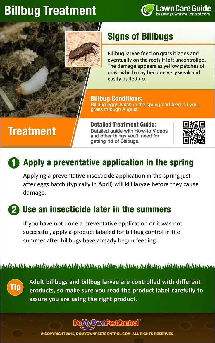 Learn the signs if billbugs in your lawn and how to get ...