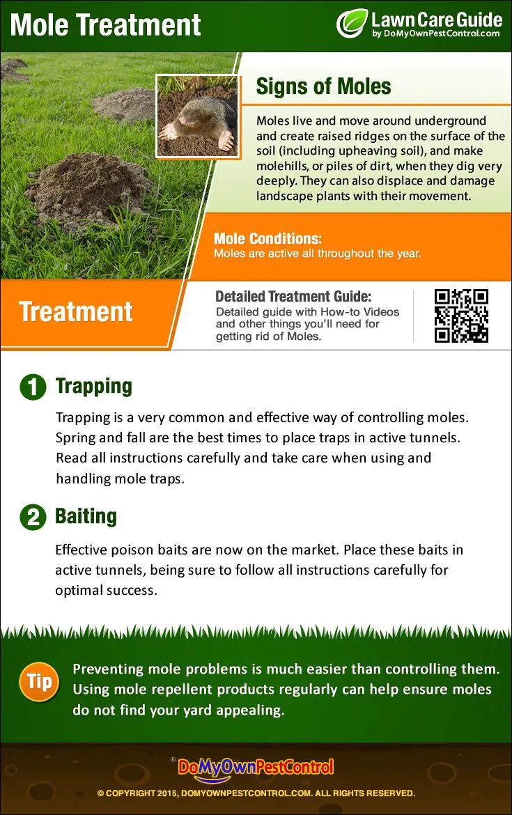 Learn the signs if moles in your lawn and how to get rid ...