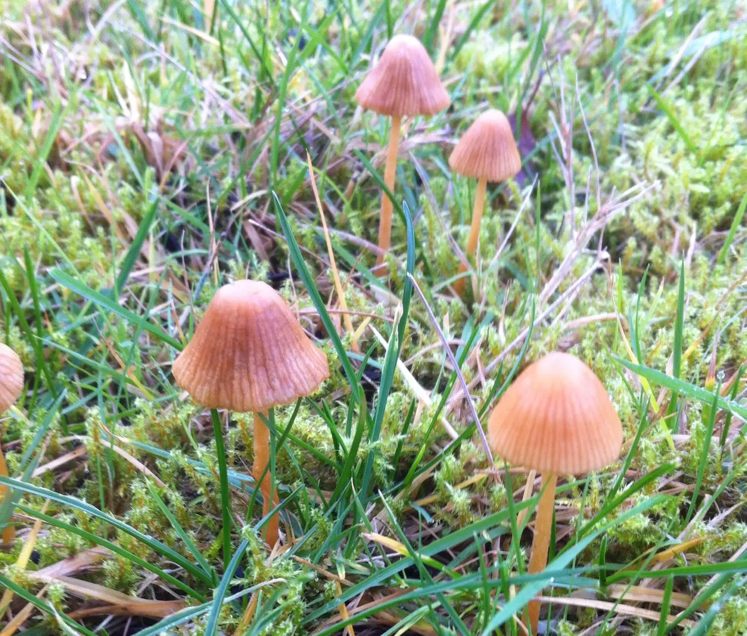 Little mushrooms in my yard.