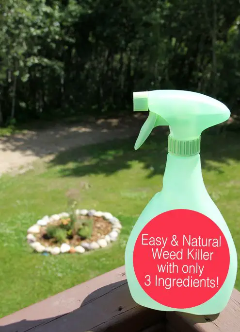 Make your OWN Natural Weed Killer, with 3 Ingredients!