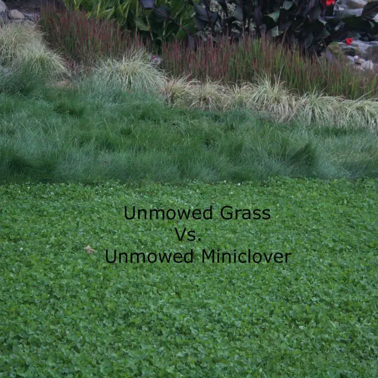 Miniclover® White Clover Seeds For Clover Lawns