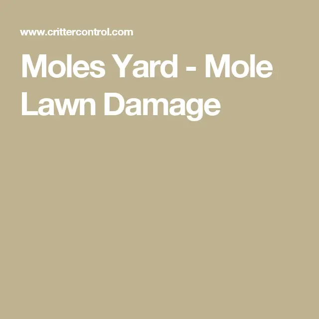 Moles Yard